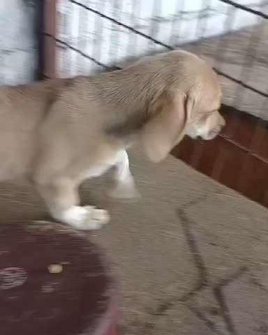 Tierschutzhunde suchen ein Zuhause-Beitrag-Bild