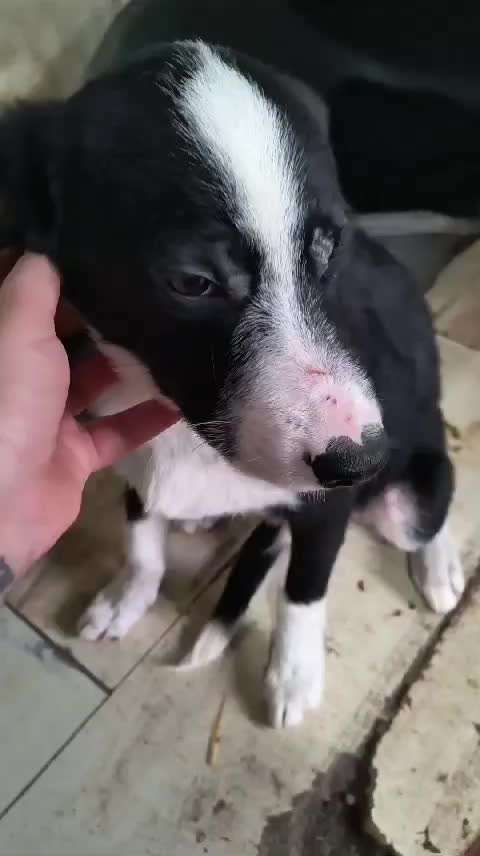 Tierschutzhunde suchen ein Zuhause-Beitrag-Bild