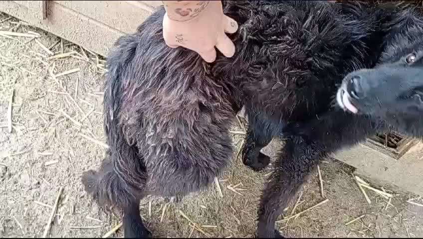 Tierschutzhunde suchen ein Zuhause-Beitrag-Bild