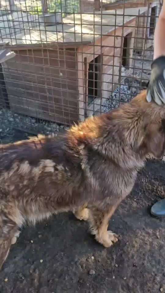 Tierschutzhunde suchen ein Zuhause-Beitrag-Bild
