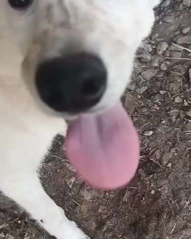 Tierschutzhunde suchen ein Zuhause-Beitrag-Bild