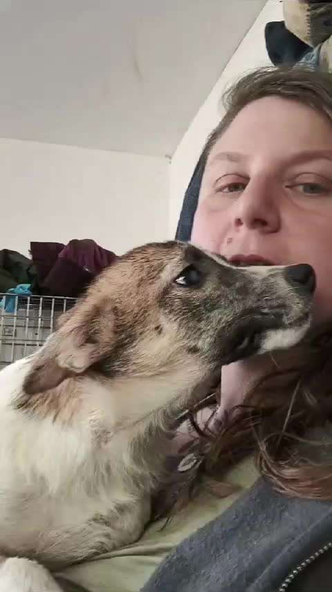 Tierschutzhunde suchen ein Zuhause-Beitrag-Bild