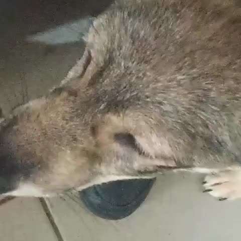 Tierschutzhunde suchen ein Zuhause-Beitrag-Bild