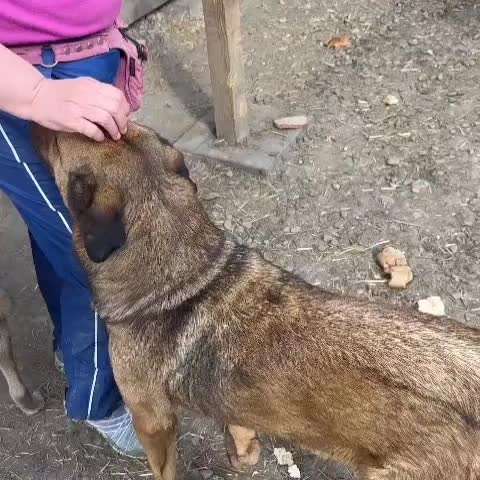 Tierschutzhunde suchen ein Zuhause-Beitrag-Bild