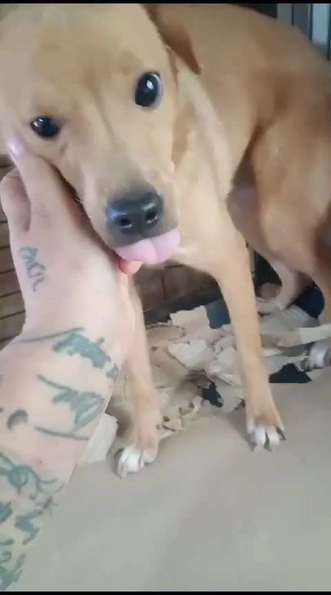 Tierschutzhunde suchen ein Zuhause-Beitrag-Bild