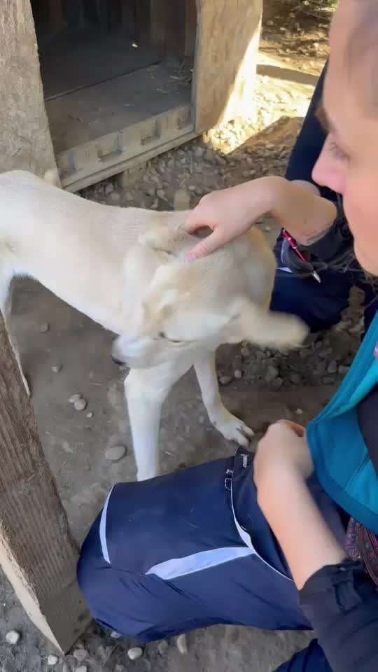 Tierschutzhunde suchen ein Zuhause-Beitrag-Bild