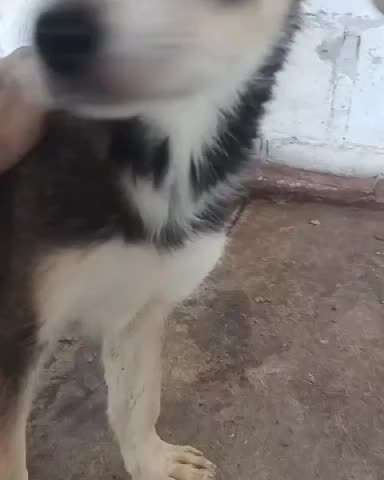 Tierschutzhunde suchen ein Zuhause-Beitrag-Bild