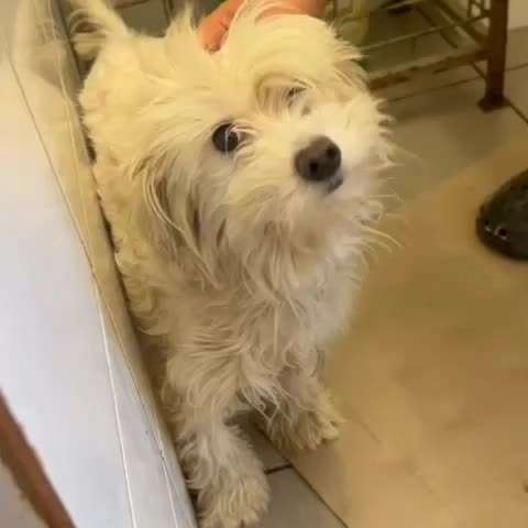 Tierschutzhunde suchen ein Zuhause-Beitrag-Bild