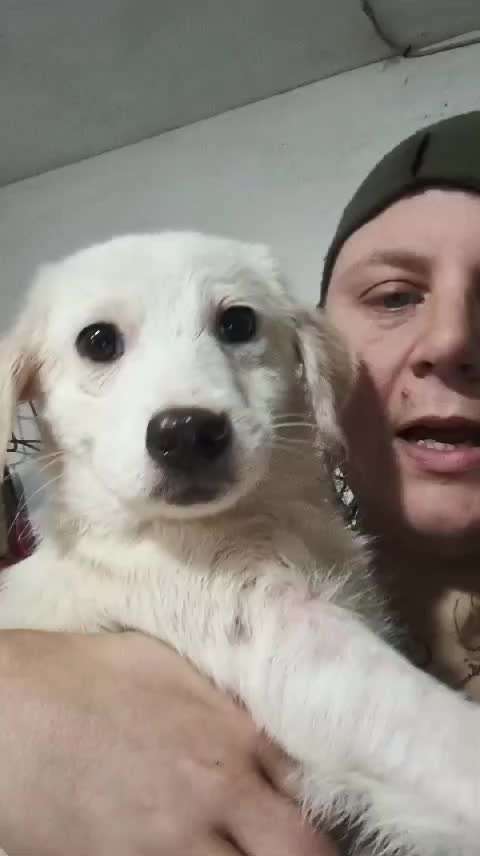 Tierschutzhunde suchen ein Zuhause-Beitrag-Bild