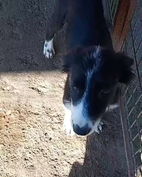 Tierschutzhunde suchen ein Zuhause-Beitrag-Bild