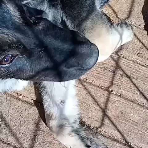 Tierschutzhunde suchen ein Zuhause-Beitrag-Bild