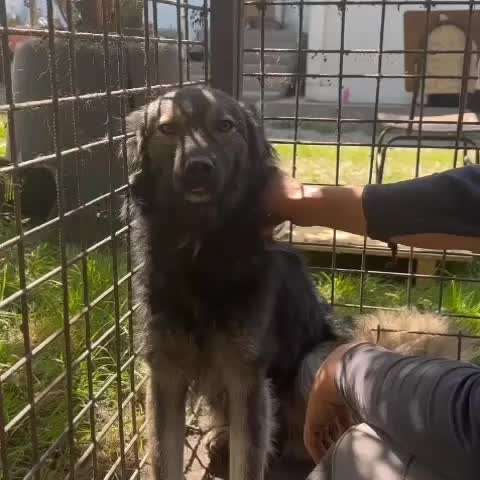 Tierschutzhunde suchen ein Zuhause-Beitrag-Bild