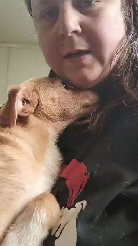 Tierschutzhunde suchen ein Zuhause-Beitrag-Bild