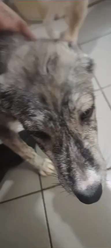 Tierschutzhunde suchen ein Zuhause-Beitrag-Bild