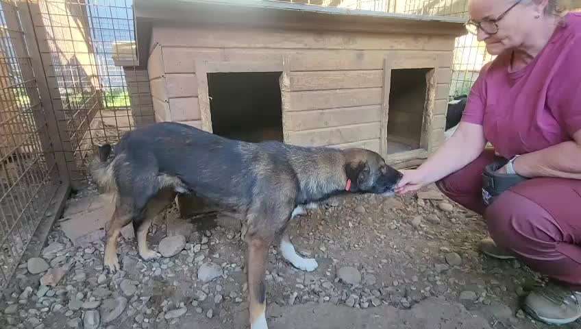 Tierschutzhunde suchen ein Zuhause-Beitrag-Bild