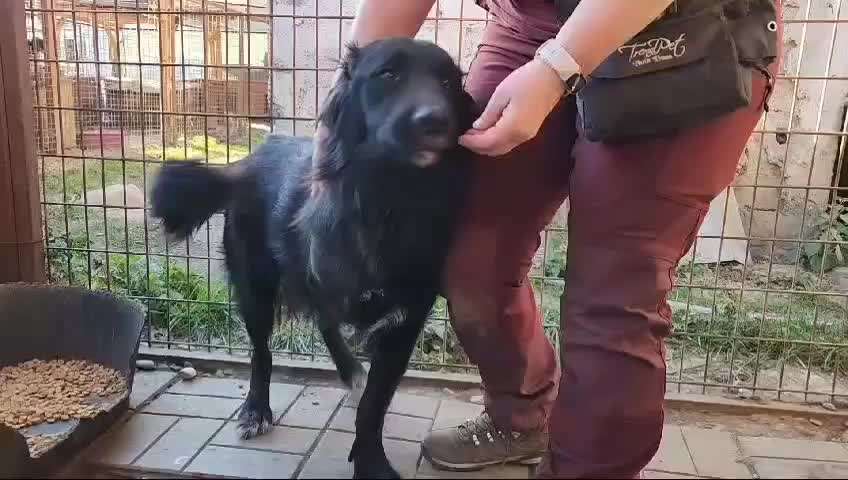 Tierschutzhunde suchen ein Zuhause-Beitrag-Bild