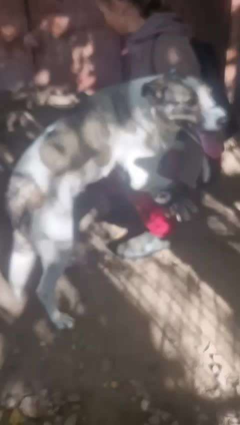 Tierschutzhunde suchen ein Zuhause-Beitrag-Bild