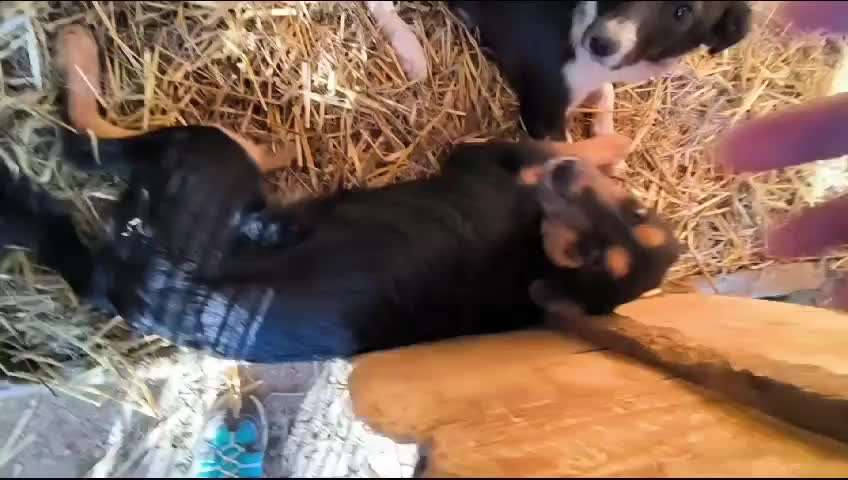 Tierschutzhunde suchen ein Zuhause-Beitrag-Bild