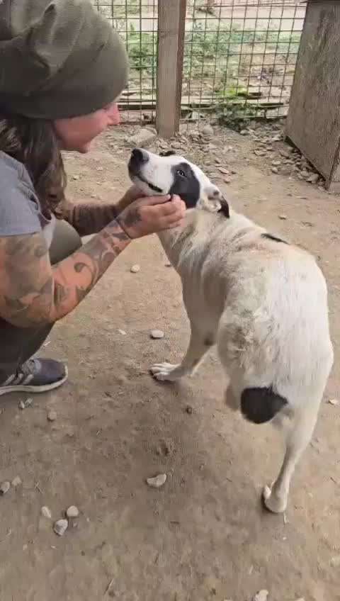 Tierschutzhunde suchen ein Zuhause-Beitrag-Bild