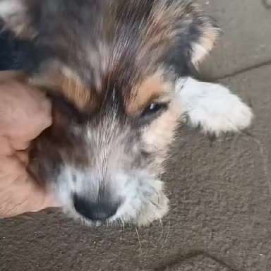 Tierschutzhunde suchen ein Zuhause-Beitrag-Bild