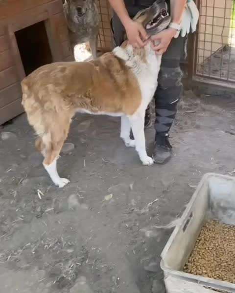 Tierschutzhunde suchen ein Zuhause-Beitrag-Bild