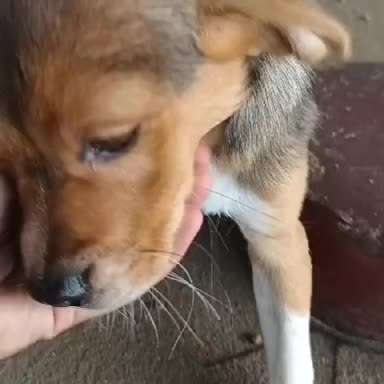 Tierschutzhunde suchen ein Zuhause-Beitrag-Bild