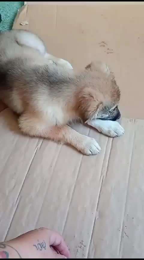 Tierschutzhunde suchen ein Zuhause-Beitrag-Bild