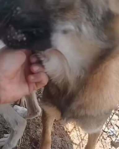 Tierschutzhunde suchen ein Zuhause-Beitrag-Bild