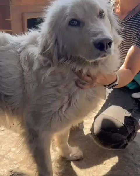 Tierschutzhunde suchen ein Zuhause-Beitrag-Bild