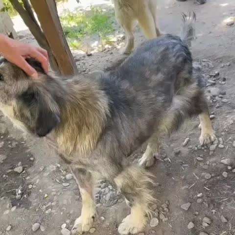 Tierschutzhunde suchen ein Zuhause-Beitrag-Bild