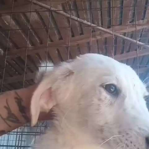 Tierschutzhunde suchen ein Zuhause-Beitrag-Bild