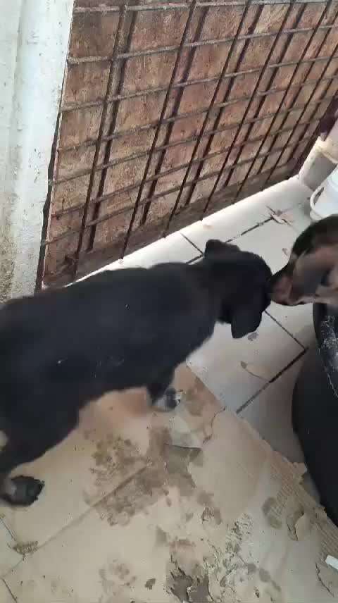 Tierschutzhunde suchen ein Zuhause-Beitrag-Bild