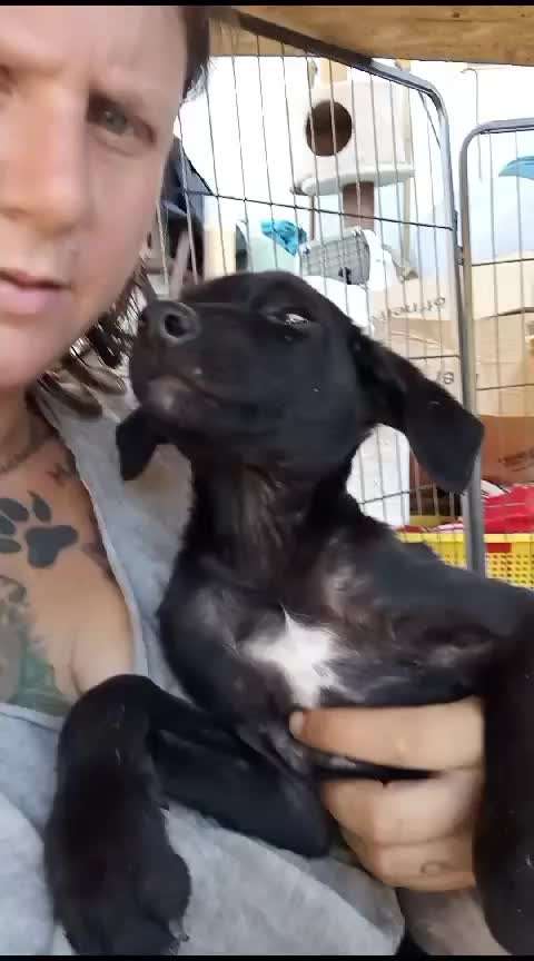 Tierschutzhunde suchen ein Zuhause-Beitrag-Bild