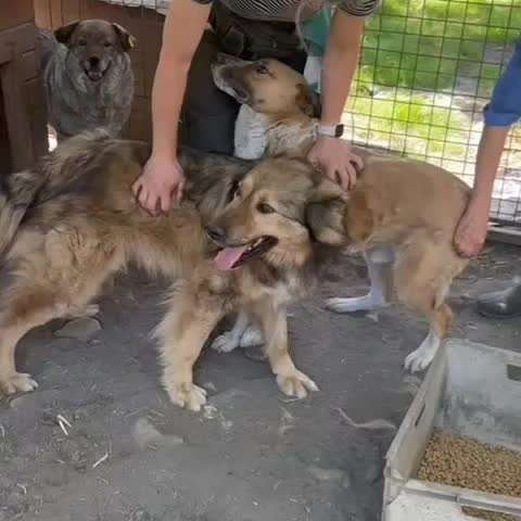 Tierschutzhunde suchen ein Zuhause-Beitrag-Bild
