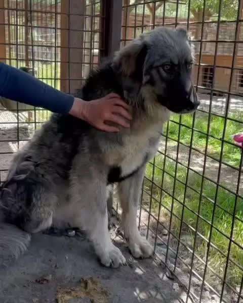 Tierschutzhunde suchen ein Zuhause-Beitrag-Bild