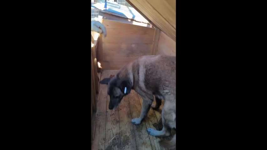 Tierschutzhunde suchen ein Zuhause-Beitrag-Bild