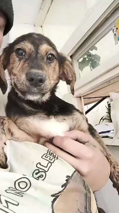 Tierschutzhunde suchen ein Zuhause-Beitrag-Bild