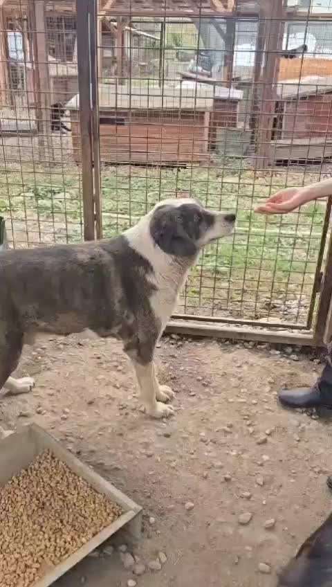 Tierschutzhunde suchen ein Zuhause-Beitrag-Bild