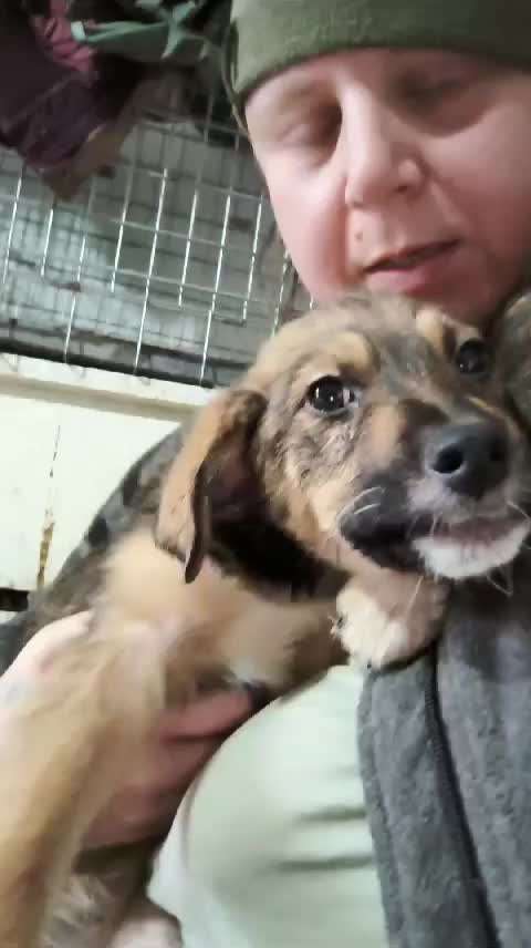 Tierschutzhunde suchen ein Zuhause-Beitrag-Bild