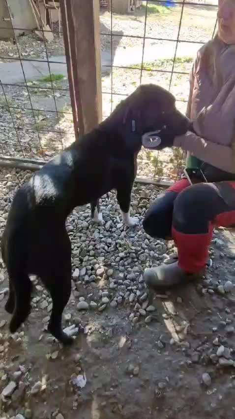 Tierschutzhunde suchen ein Zuhause-Beitrag-Bild