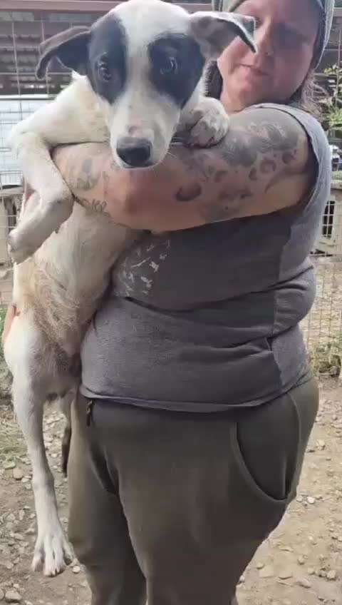 Tierschutzhunde suchen ein Zuhause-Beitrag-Bild