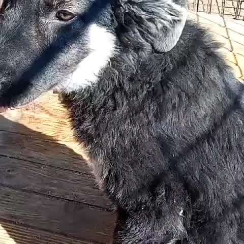 Tierschutzhunde suchen ein Zuhause-Beitrag-Bild