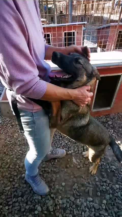 Tierschutzhunde suchen ein Zuhause-Beitrag-Bild