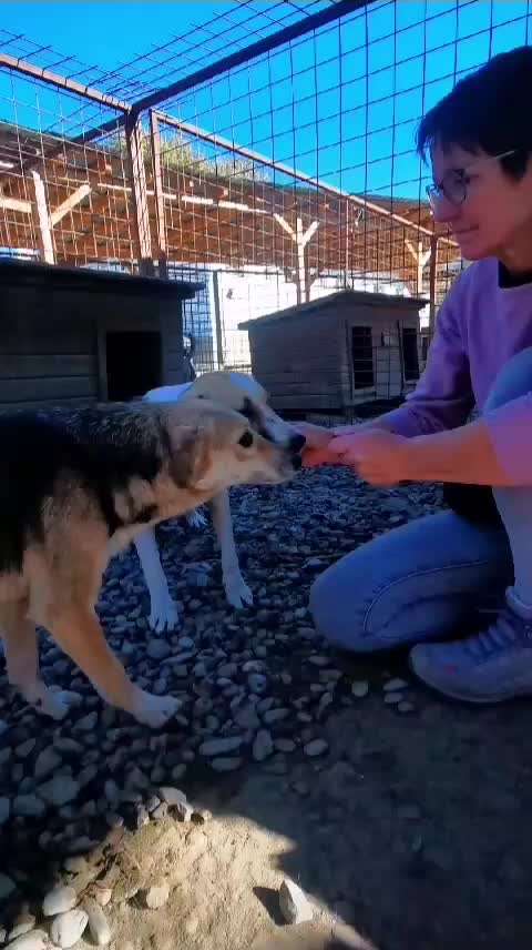 Tierschutzhunde suchen ein Zuhause-Beitrag-Bild