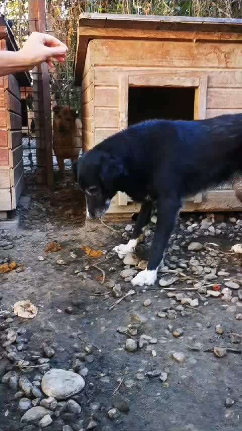 Tierschutzhunde suchen ein Zuhause-Beitrag-Bild