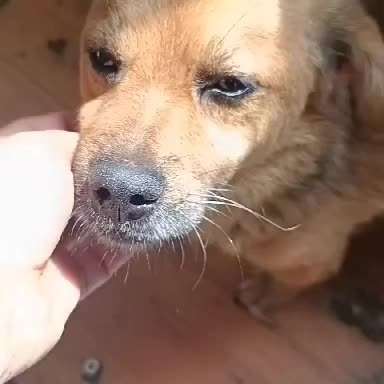 Tierschutzhunde suchen ein Zuhause-Beitrag-Bild