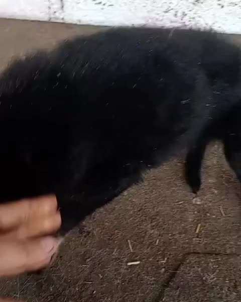 Tierschutzhunde suchen ein Zuhause-Beitrag-Bild