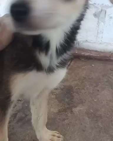 Tierschutzhunde suchen ein Zuhause-Beitrag-Bild