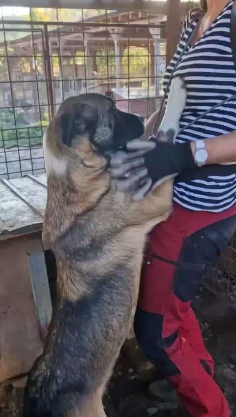 Tierschutzhunde suchen ein Zuhause-Beitrag-Bild