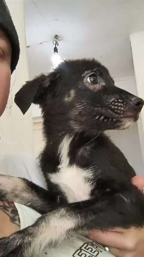 Tierschutzhunde suchen ein Zuhause-Beitrag-Bild